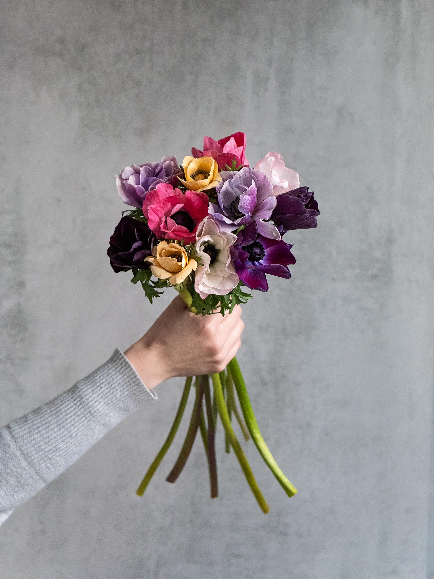 blumigo-anemonen-bunte-mischung-schnittblumen-frisch image 7