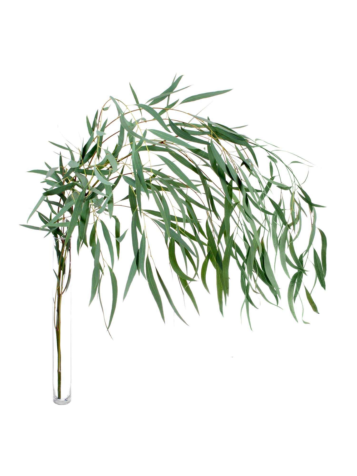 blumigo-eukalyptus-nicoli-gr-n-bund-frische-schnittblumen image 4