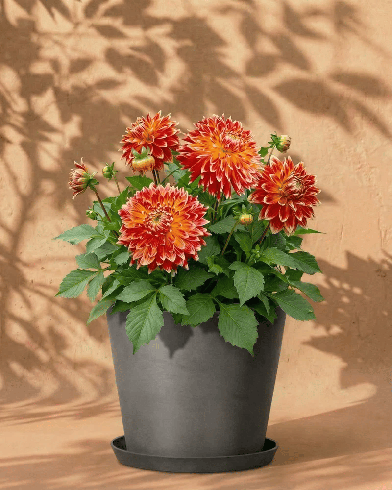 feey-amsterdam-dahlien-orange-rot-blumenzwiebeln-3-stk image 7