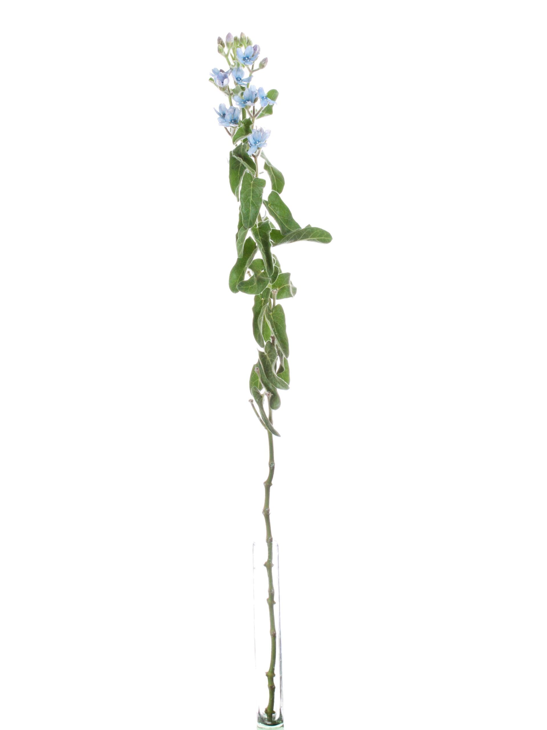 blumigo-asclepias-oxypetalum-seidenpflanze-schnittblume-blau image 5
