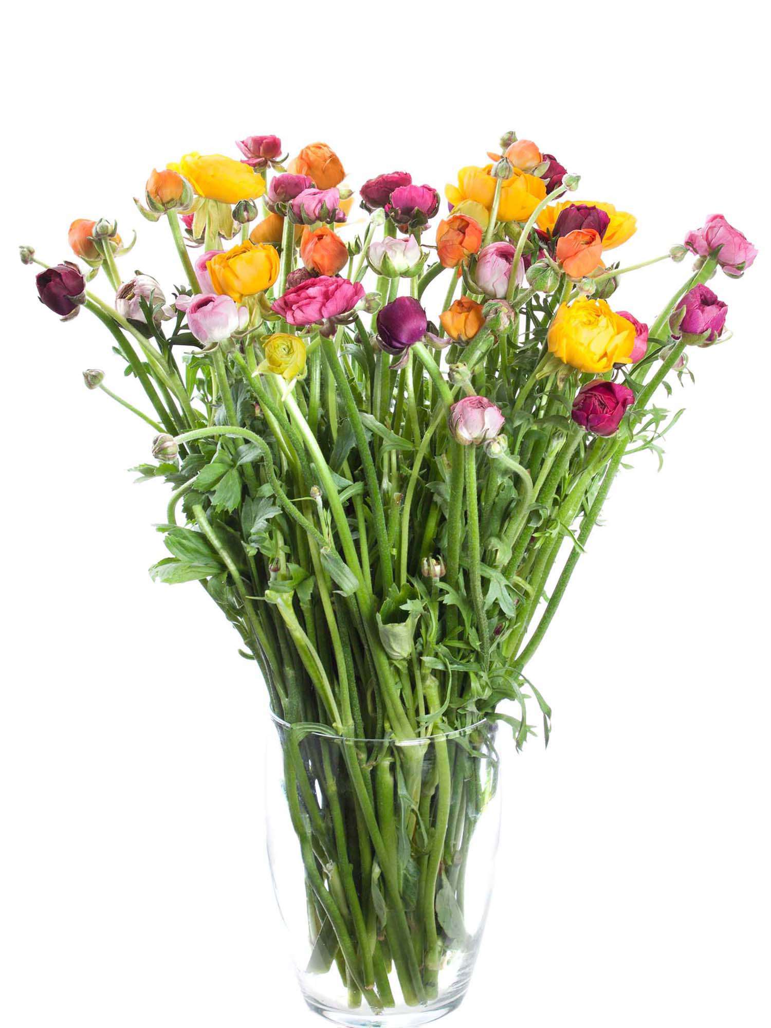 blumigo-berraschungsmix-50-ranunkeln-schnittblumen-mix image 7