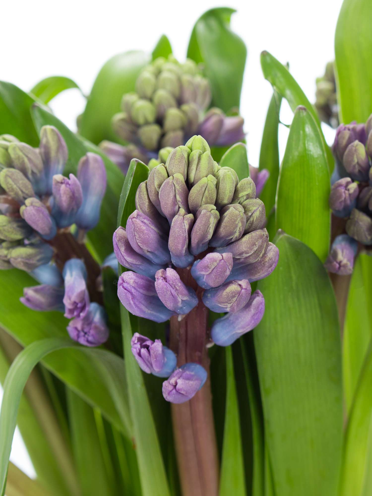 blumigo-fr-hlingsknollen-hyazinthen-purple-star-violett image 1