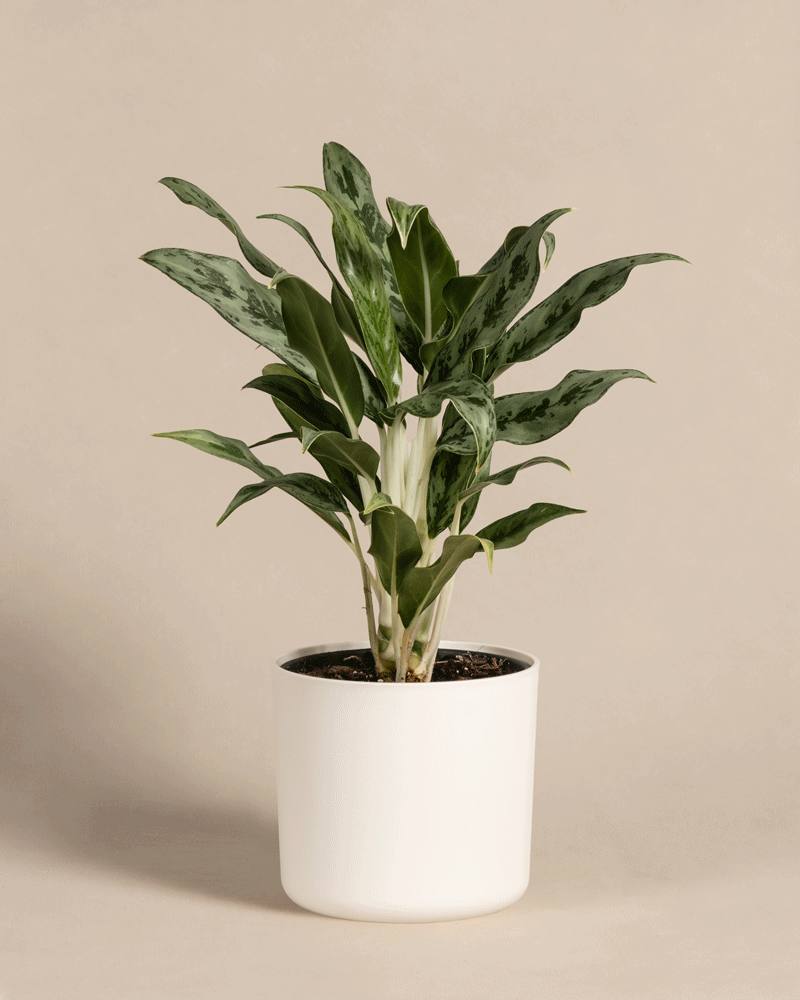 feey-variado-aglaonema-greyhound-kolbenfaden-ohne-topf image 7