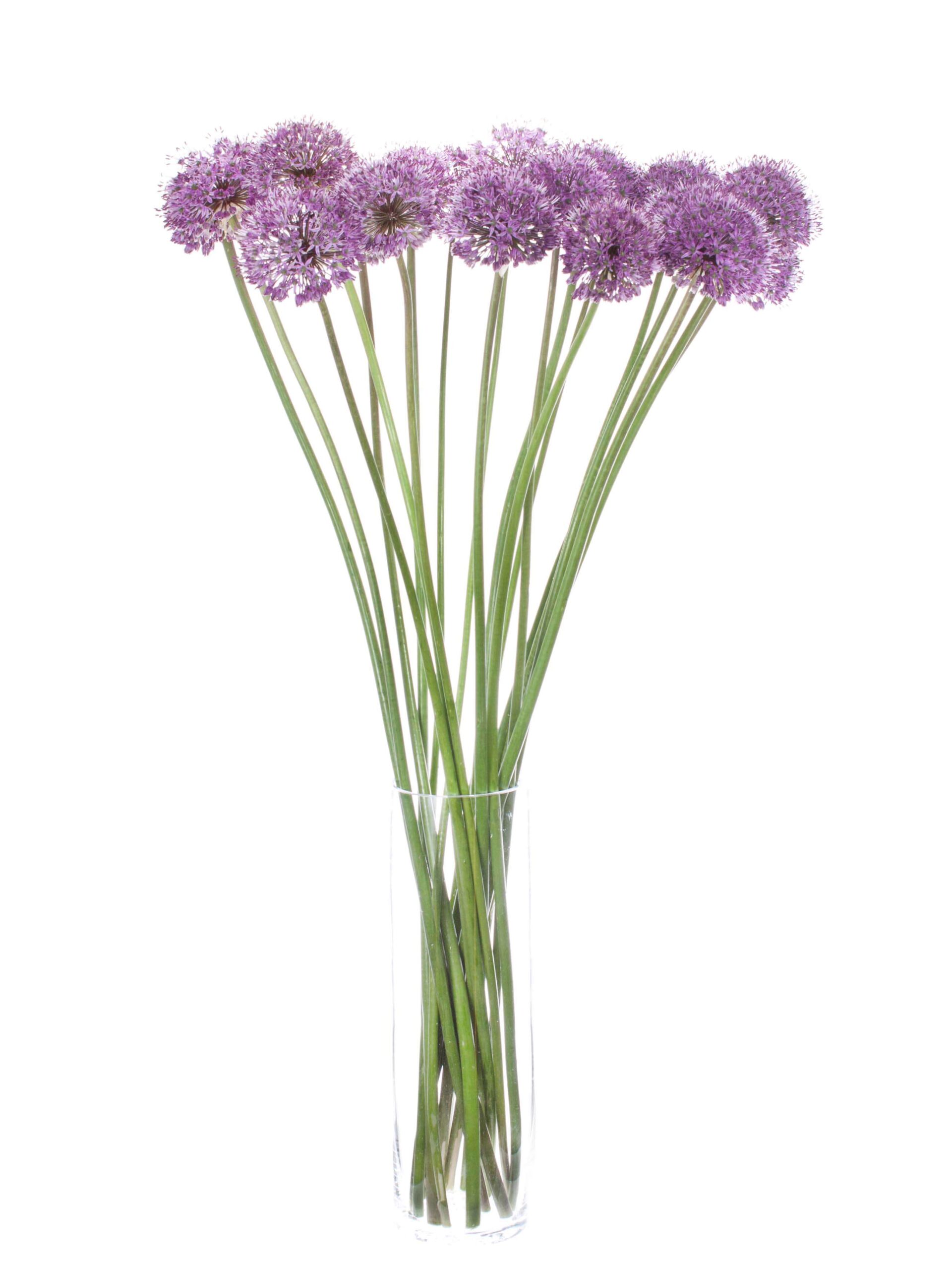 blumigo-fr-hlingsknollen-allium-gladiator-blume-lila image 2