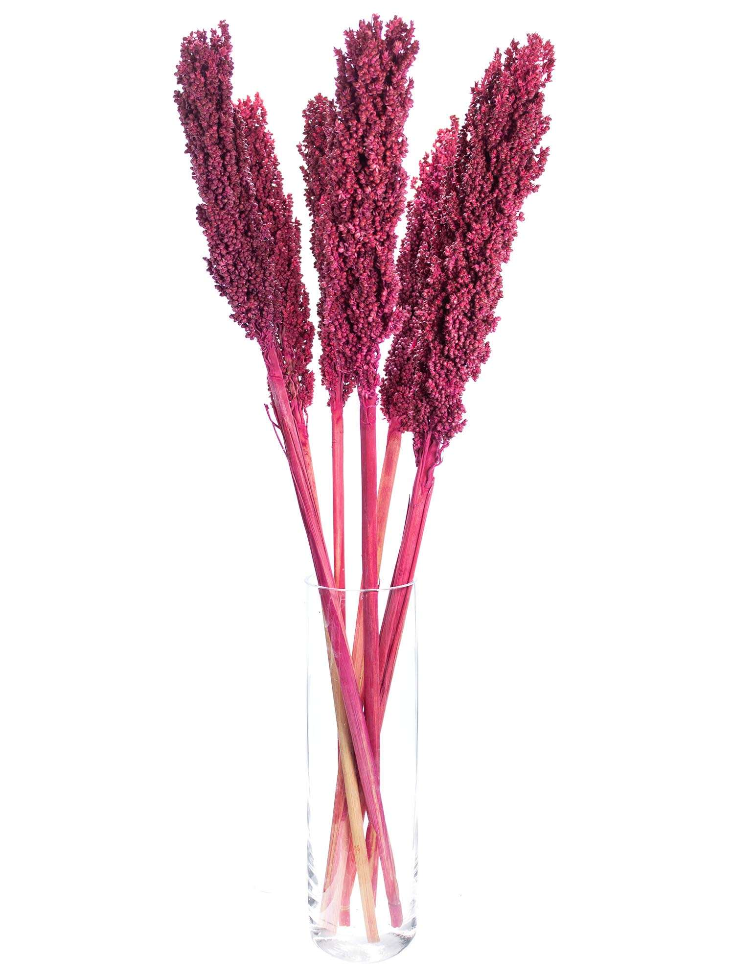 blumigo-sorghumhirse-trockenblumen-bordeaux-getrocknet image 3