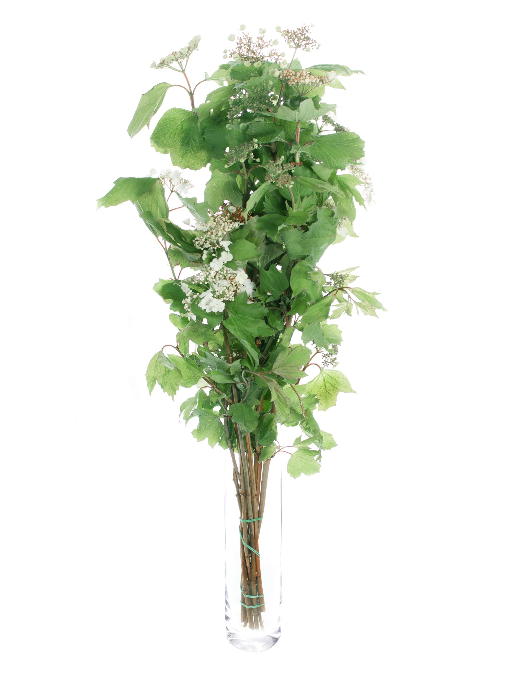 blumigo-exklusives-greenery-viburnum-compactum-wei-gr-n image 2