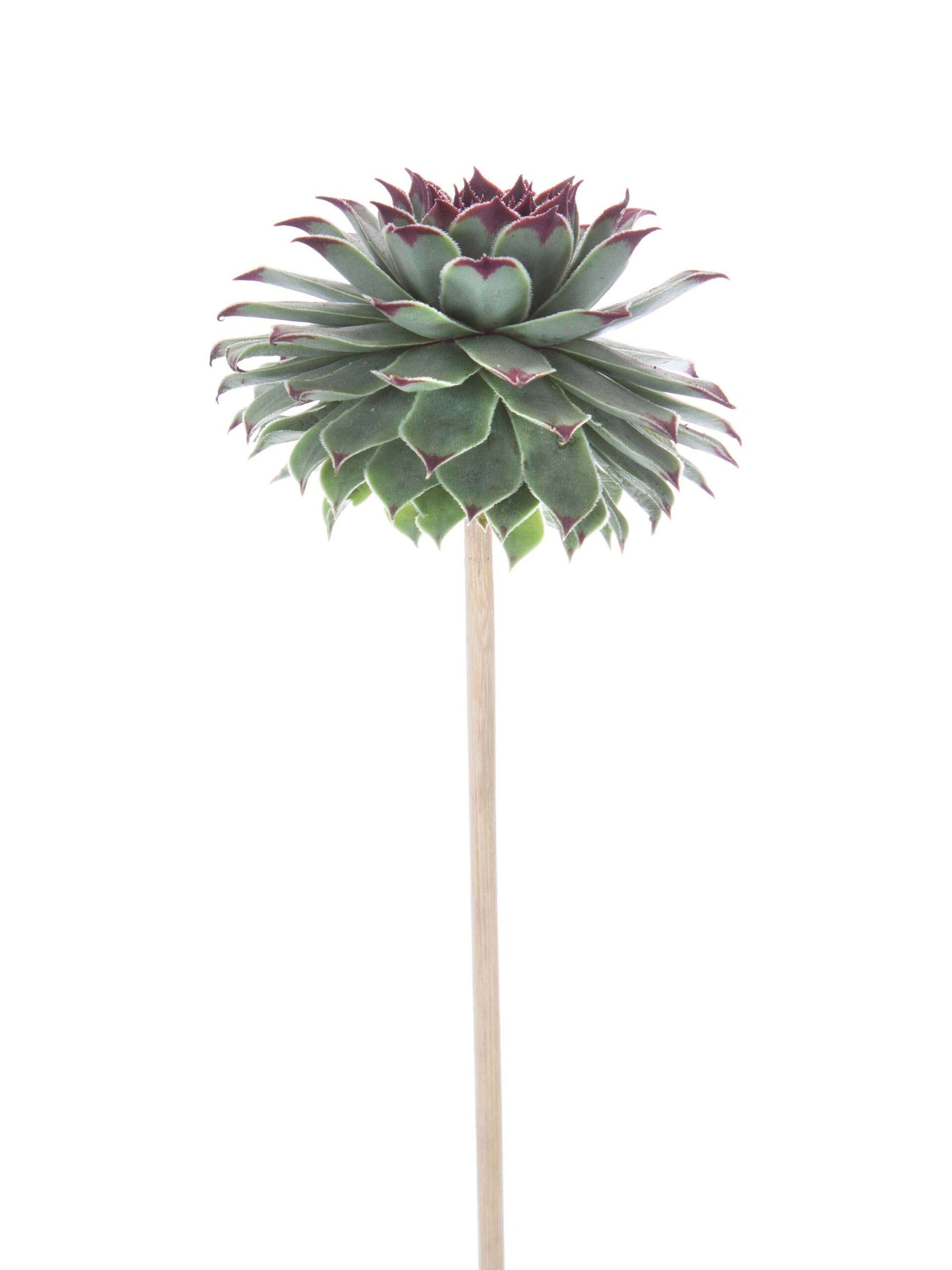 blumigo-sukkulenten-sempervivum-tectorum-gr-n-schwarz image 2