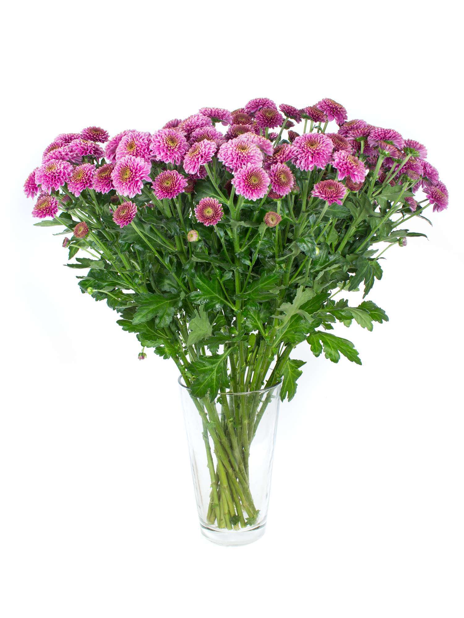 blumigo-chrysanthemen-santinis-jeanny-pink-schnittblumen image 2