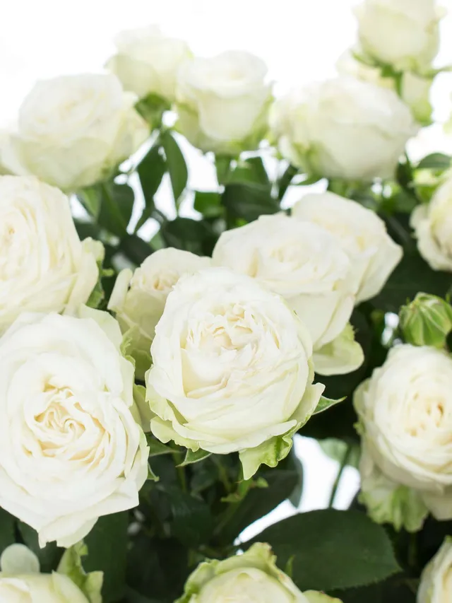 blumigo-rosen-miss-bombastic-rose-wei-verzweigt-sprayrose image 1