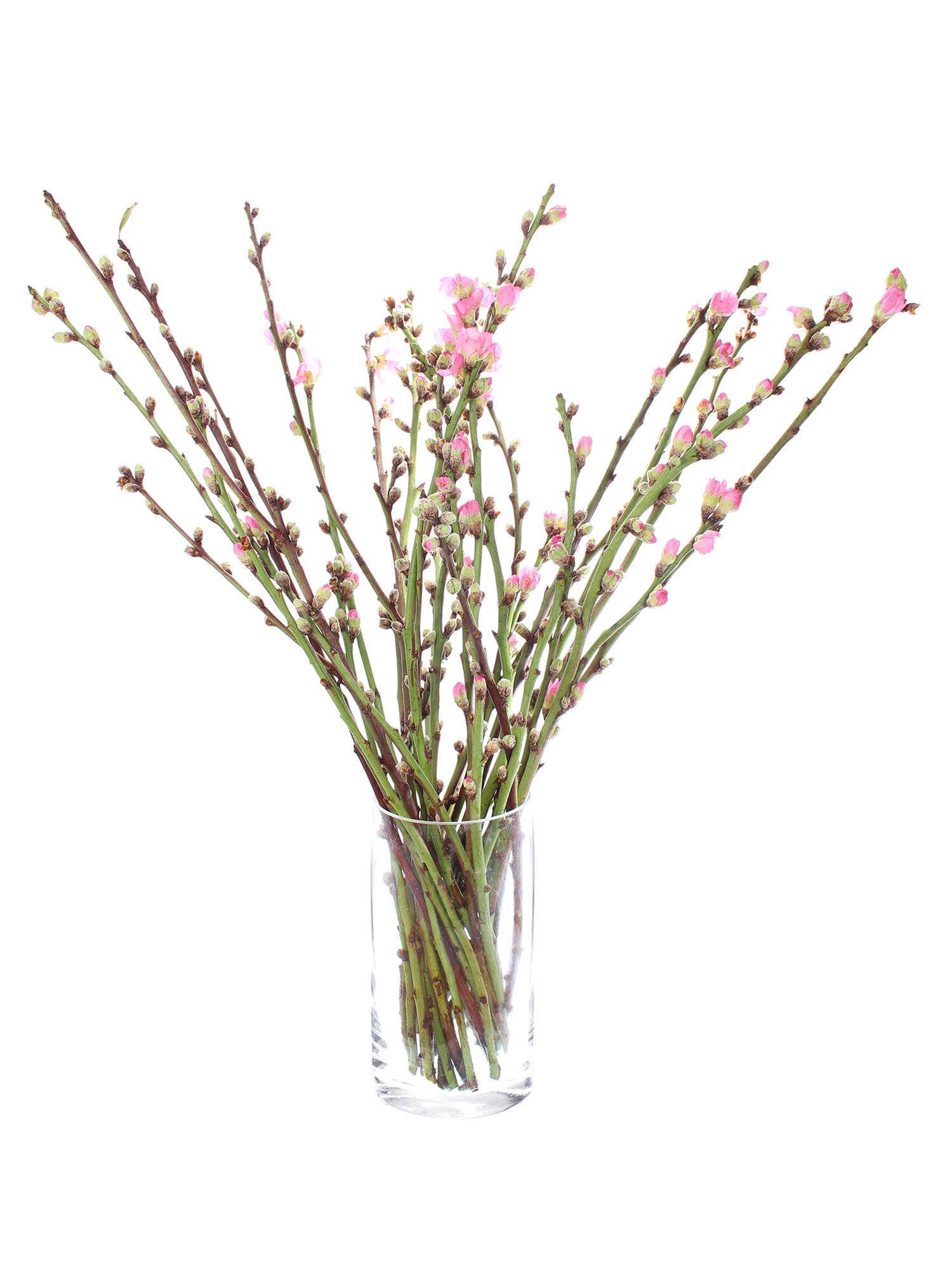 blumigo-pfirsichzweige-rosa-bl-hend-frische-schnittzweige image 7