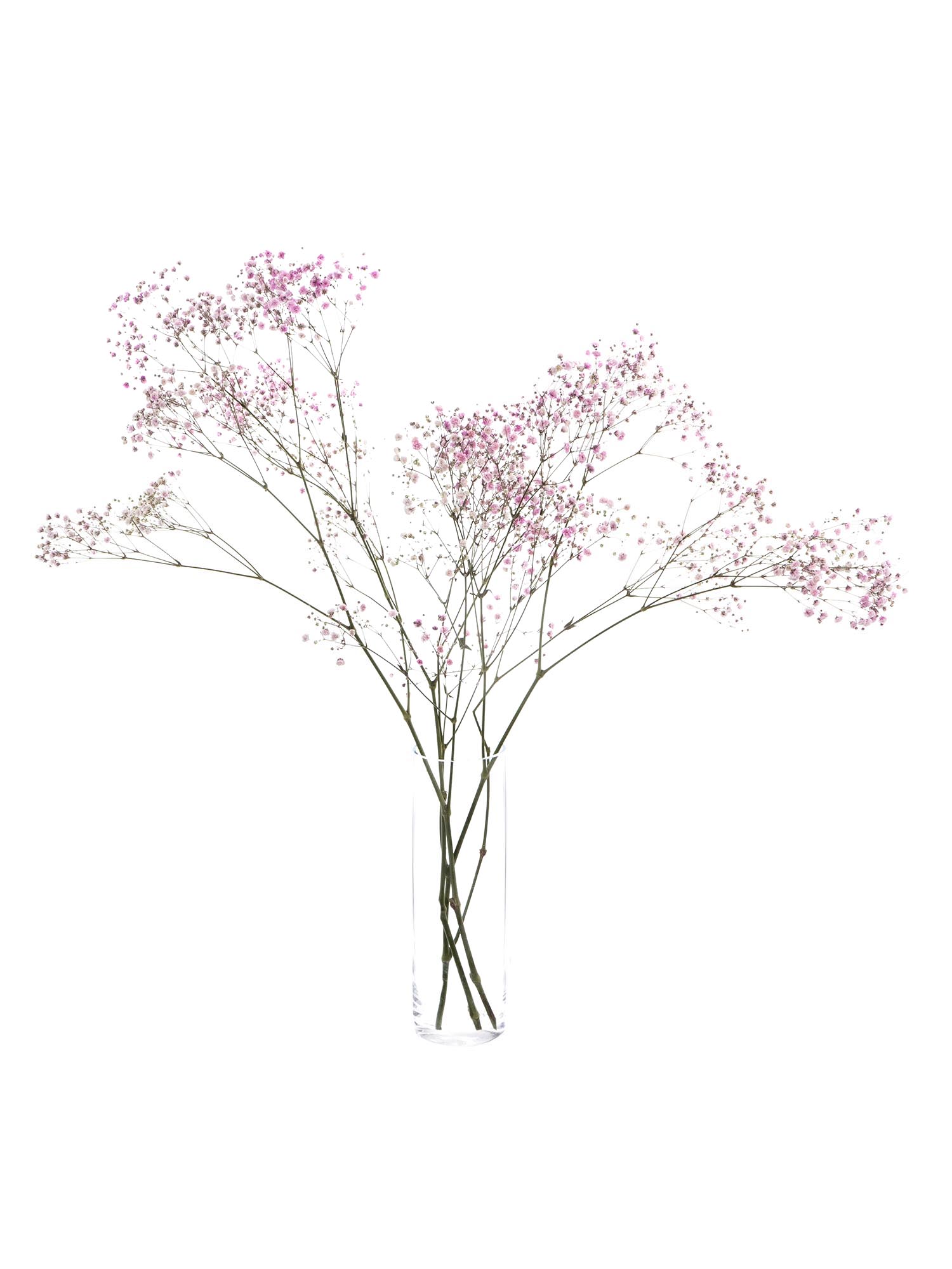 blumigo-schleierkraut-schnittblumen-rosa-painted image 2