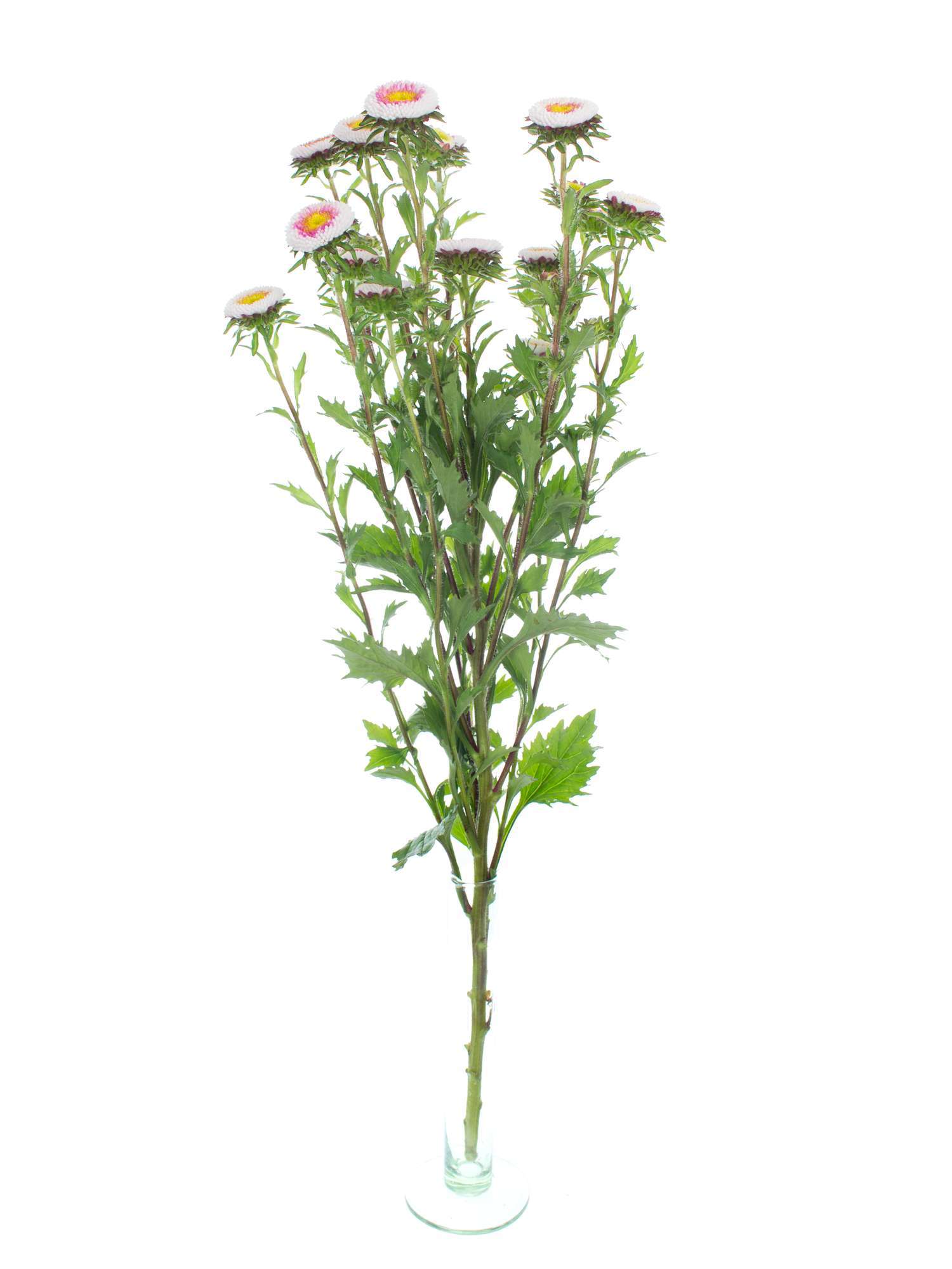 blumigo-herbstdeko-sommerastern-verzweigt-pink-wei image 3