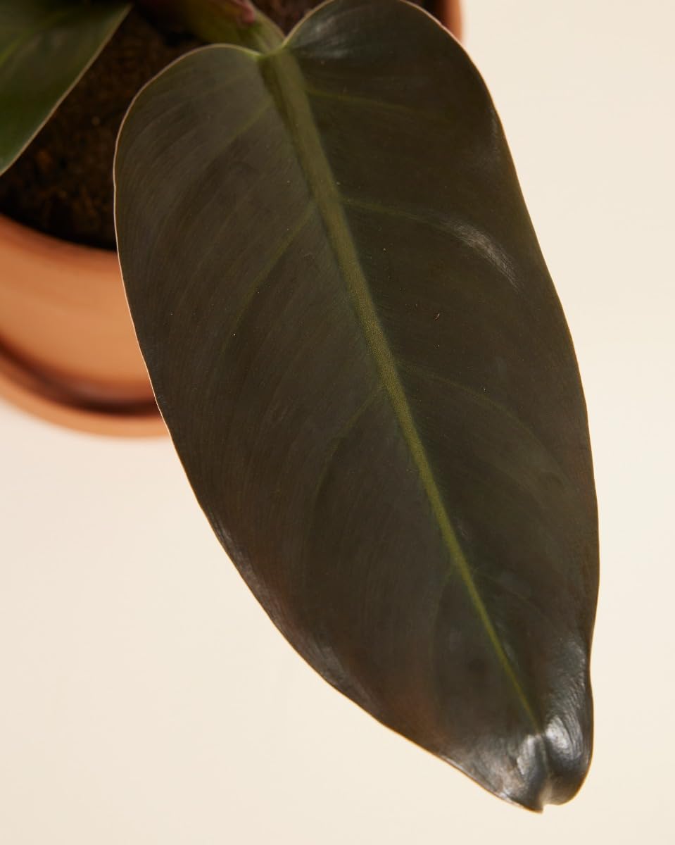 plnts-rareplnts-philodendron-imperial-red-zimmerpflanze-30-cm-rot image 5