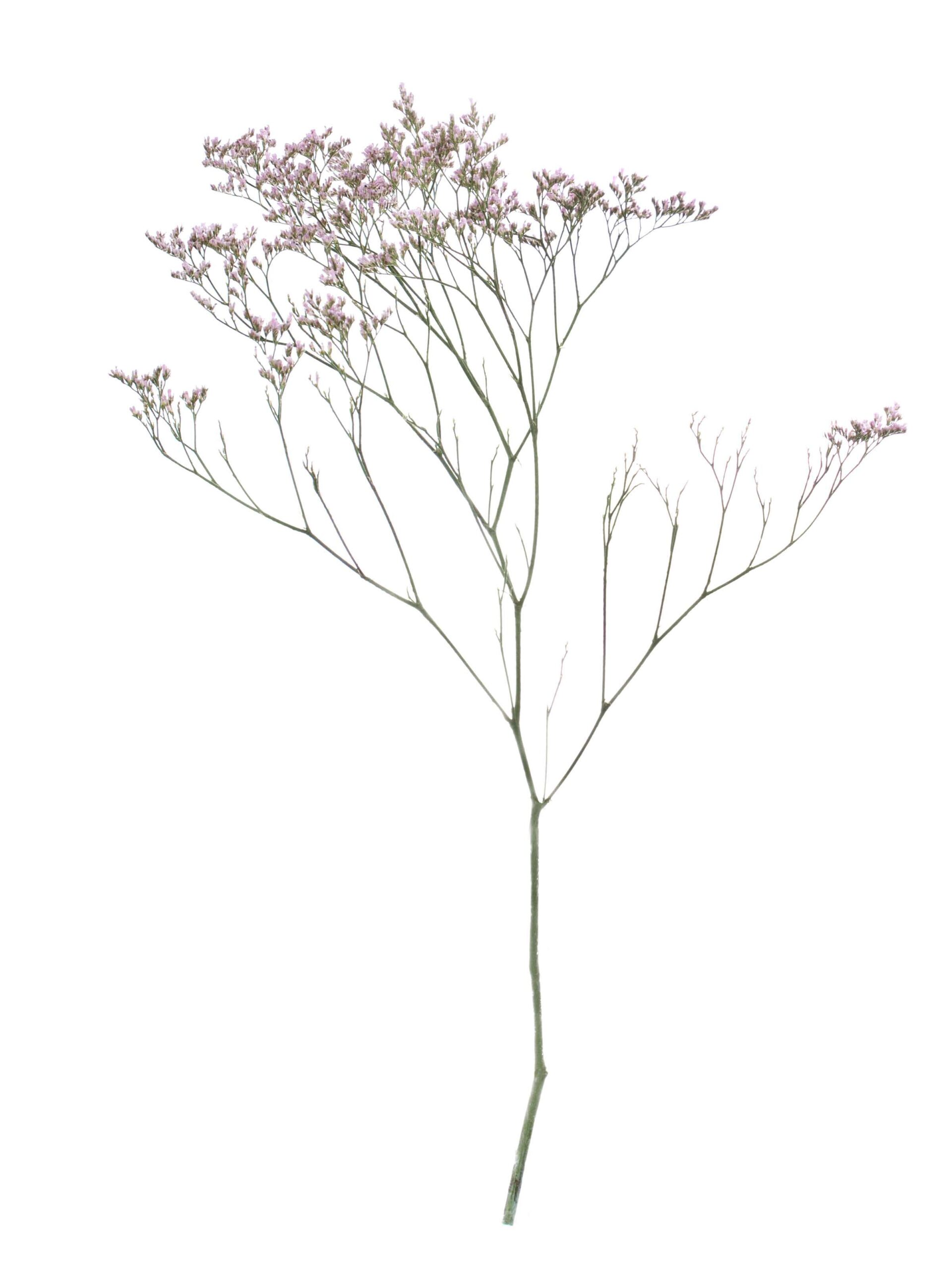 blumigo-strandflieder-pink-emile-schnittblumen-rosa-statice image 5