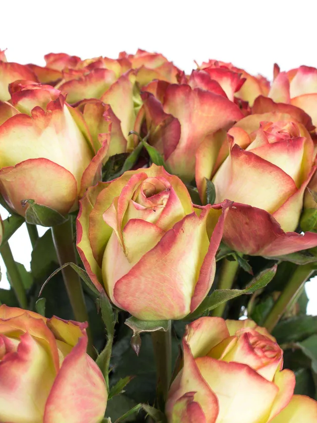 blumigo-rosen-brocante-schnittrosen-creme-rot image 1