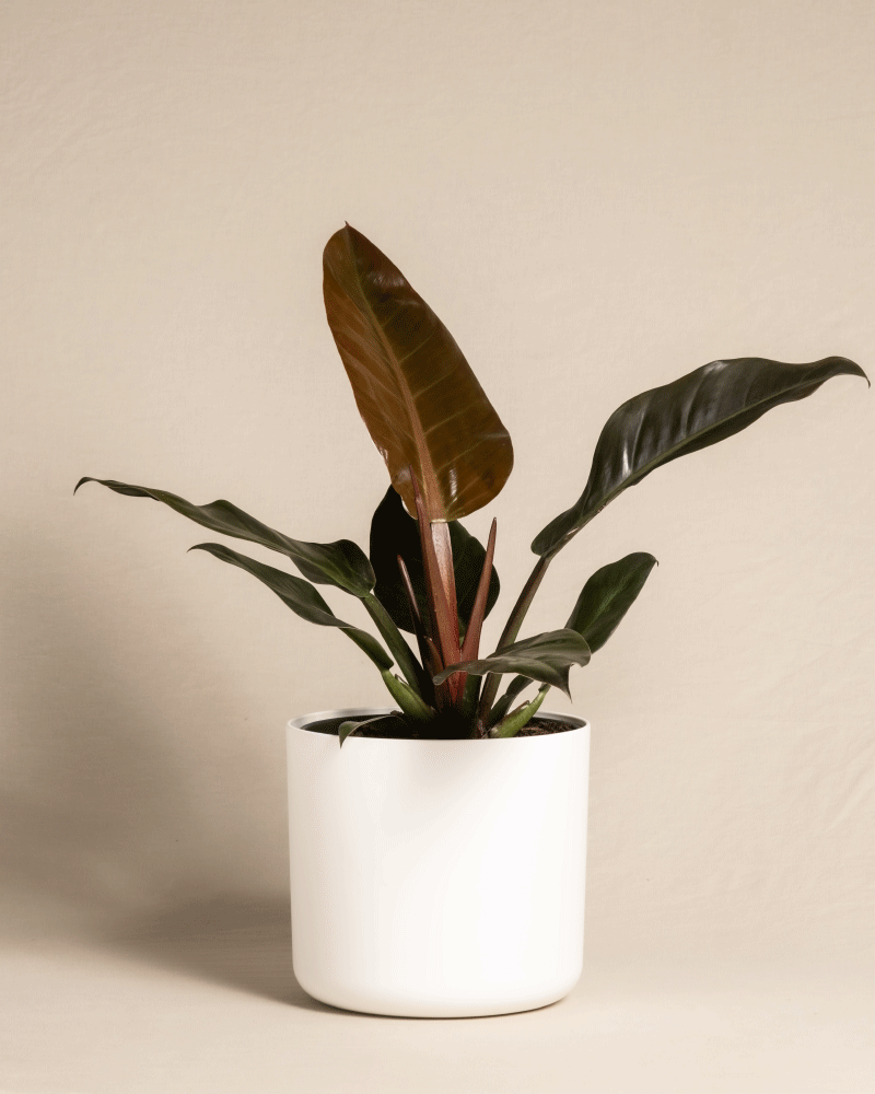 feey-variado-philodendron-imperial-red-zimmerpflanze image 6