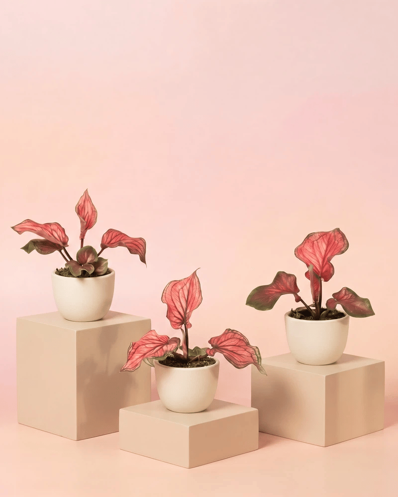 feey-variado-baby-caladium-lucia-3er-set-ohne-bertopf-pink image 6