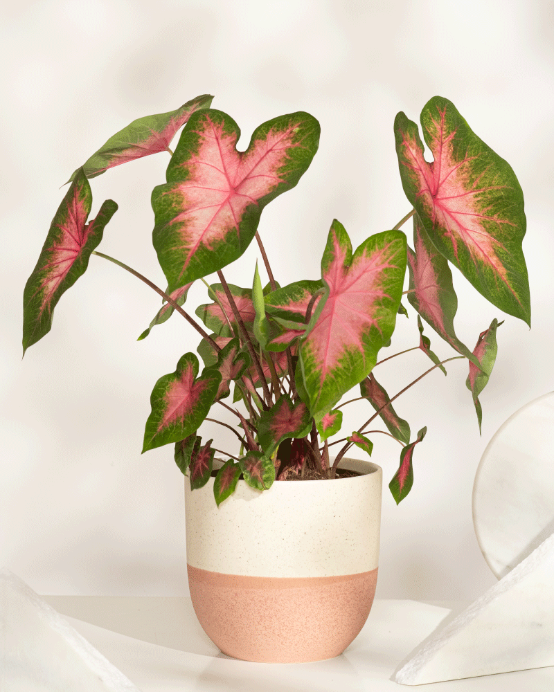 feey-variado-caladium-kathleen-zimmerpflanze-ohne-bertopf-rosa image 8