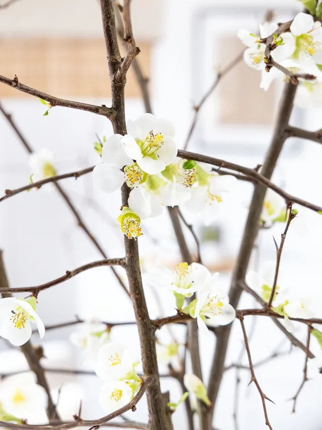 blumigo-zweige-quittenzweige-chaenomeles-wei image 1