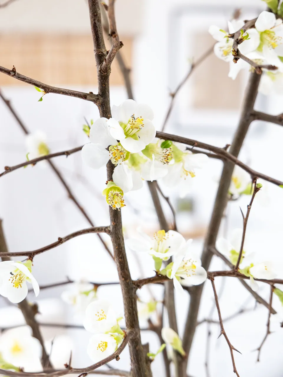 blumigo-zweige-quittenzweige-chaenomeles-wei image 1