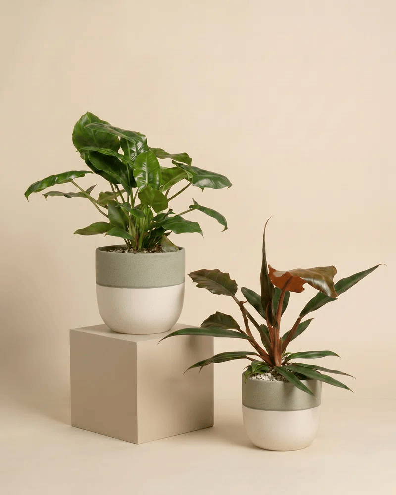 feey-variado-philodendron-power-duo-pflanzenset-ohne-bertopf image 4