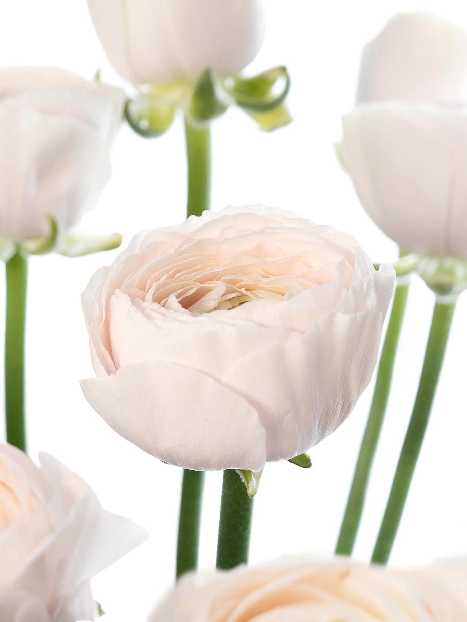 blumigo-ranunkeln-xl-cloni-hanoi-creme-rosa-schnittblume image 5