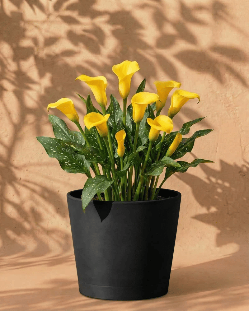 feey-amsterdam-calla-knollen-gelb-3-stk-au-enpflanze image 6