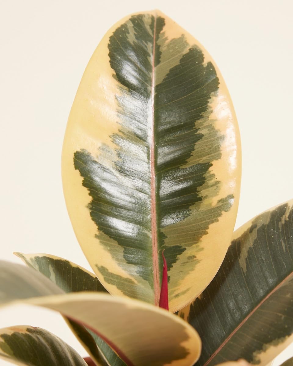 plnts-babyplnts-ficus-tineke-gummibaum-6cm-topf-15cm image 3