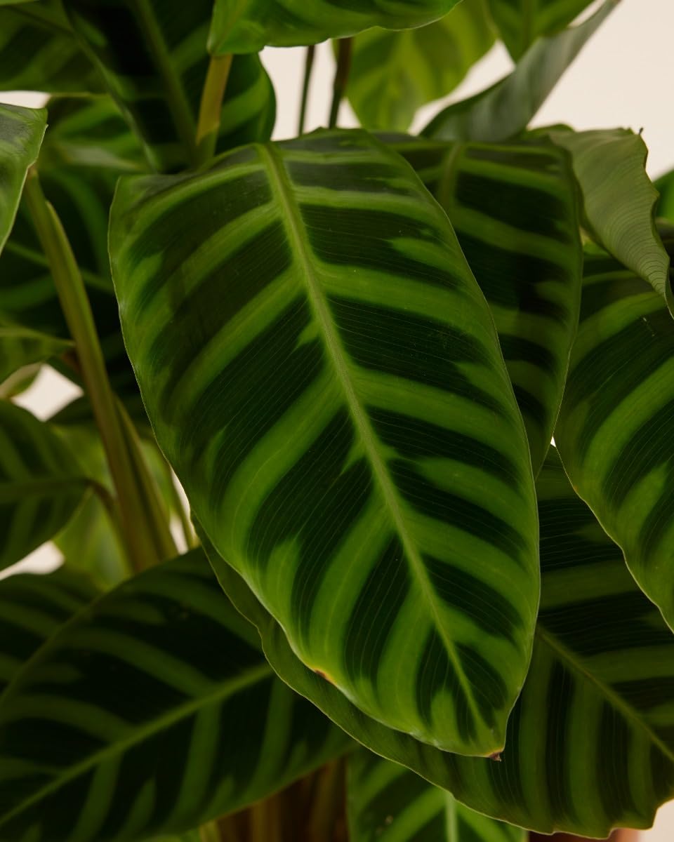 plnts-rareplnts-calathea-zebrina-zimmerpflanze-75-cm image 4