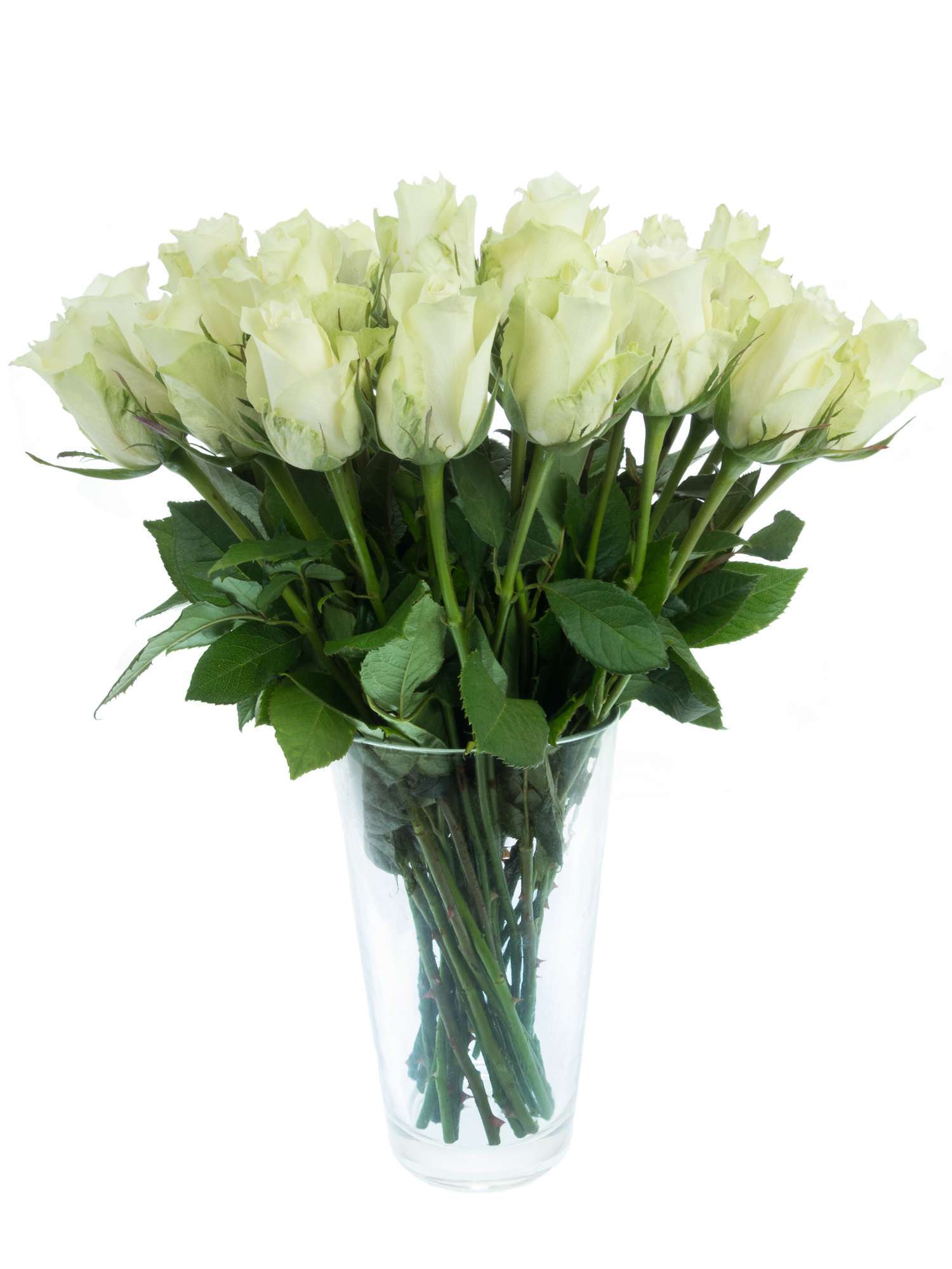 blumigo-rosen-athena-wei-e-schnittrose-elegante-vase image 2