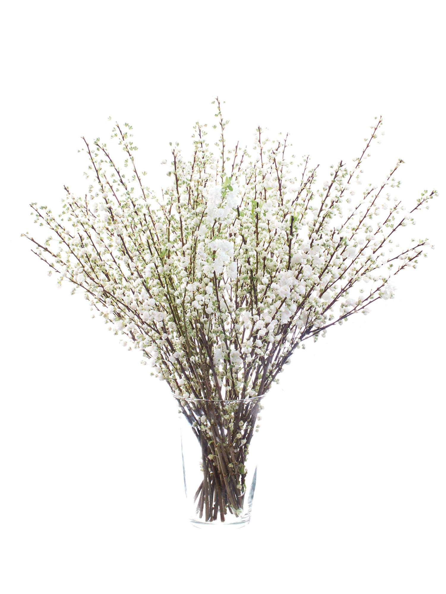 blumigo-glandulosa-mandelkirsche-zweig-wei-1-stiel image 6