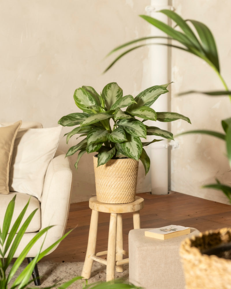 feey-variado-aglaonema-silver-bay-zimmerpflanze-gro-ohne-bertopf image 4