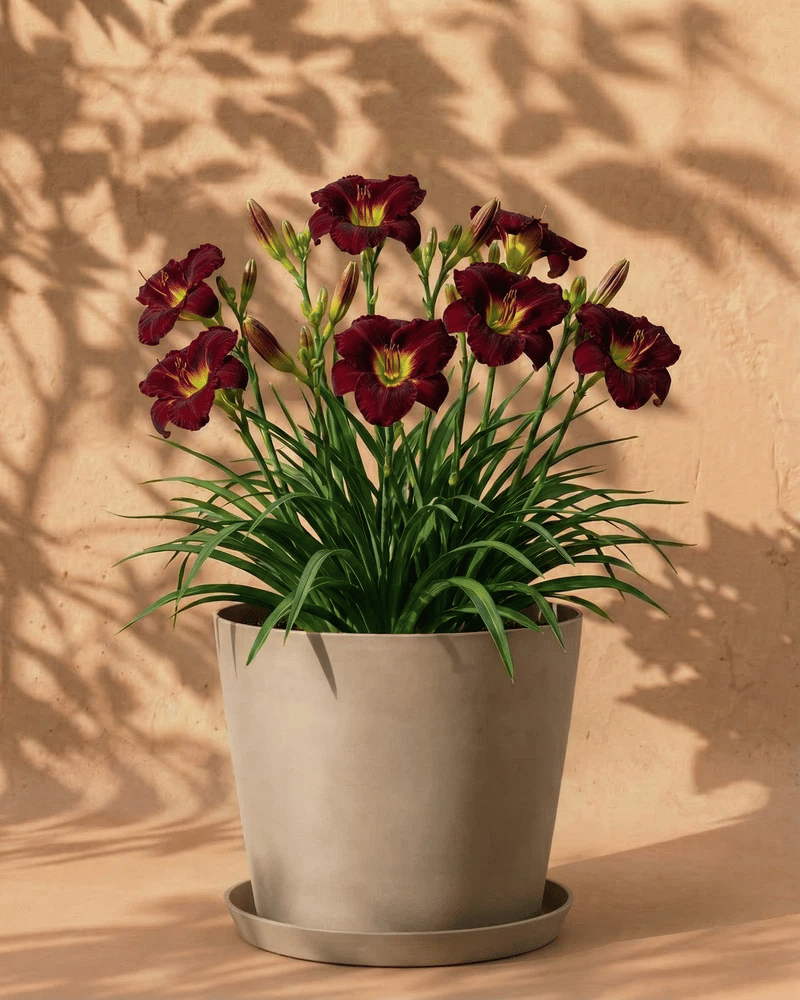 feey-amsterdam-hemerocallis-taglilie-weinrot-3-stk image 7