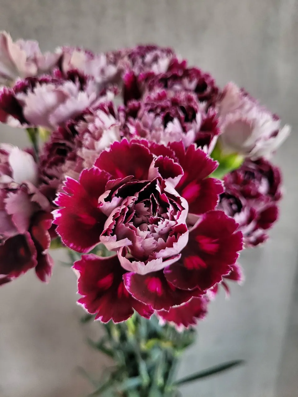 blumigo-nelken-minerva-edelnelke-pink-burgunder-st-ck image 1