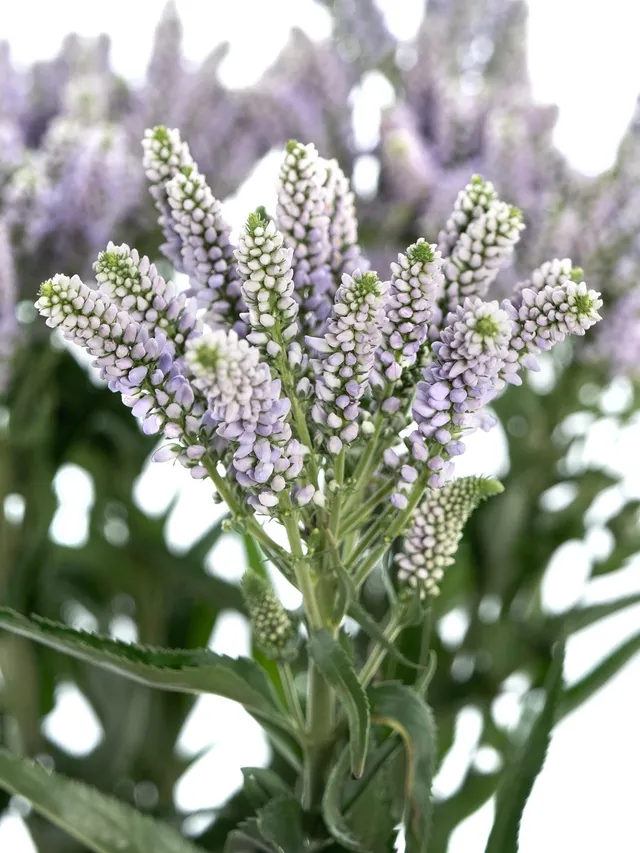 blumigo-blattwerk-veronica-smart-splash-schnittblume-violett image 1