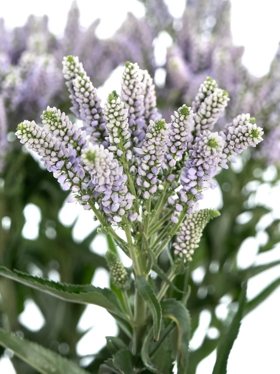 blumigo-blattwerk-veronica-smart-splash-schnittblume-violett image 1