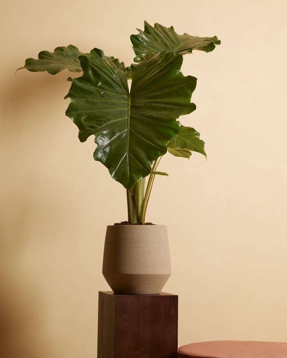 plnts-rareplnts-alocasia-portodora-zimmerpflanze-70-cm-gr-n image 5