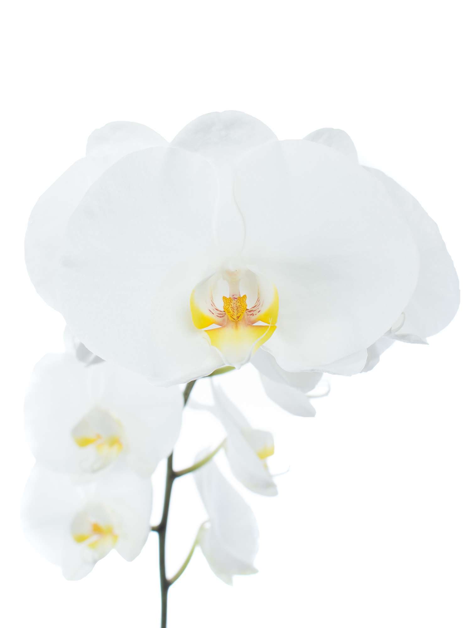 blumigo-phalaenopsis-sensation-white-wei-e-orchidee image 2