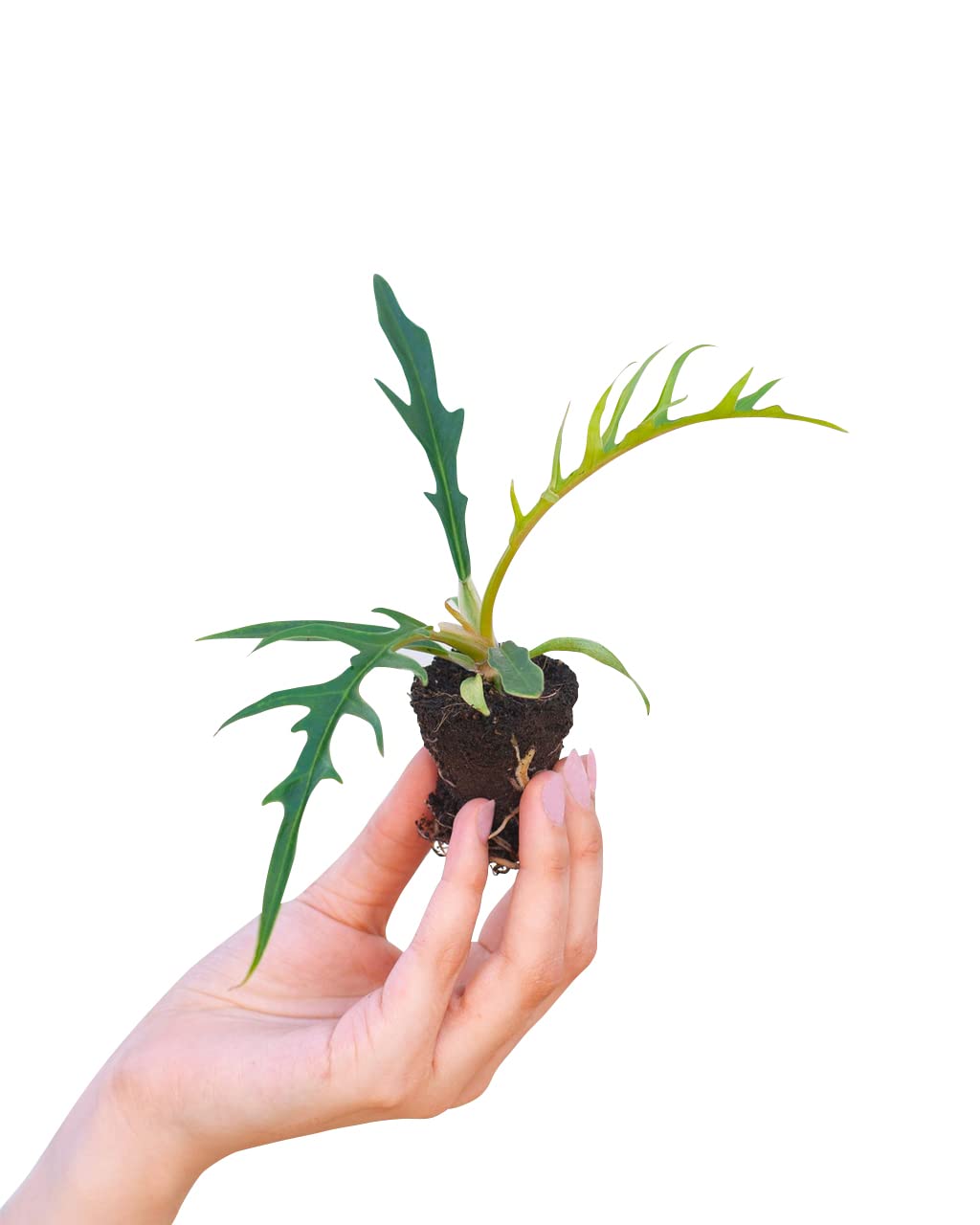 plnts-babyplnts-philodendron-tortum-zimmerpflanze-10-cm image 1