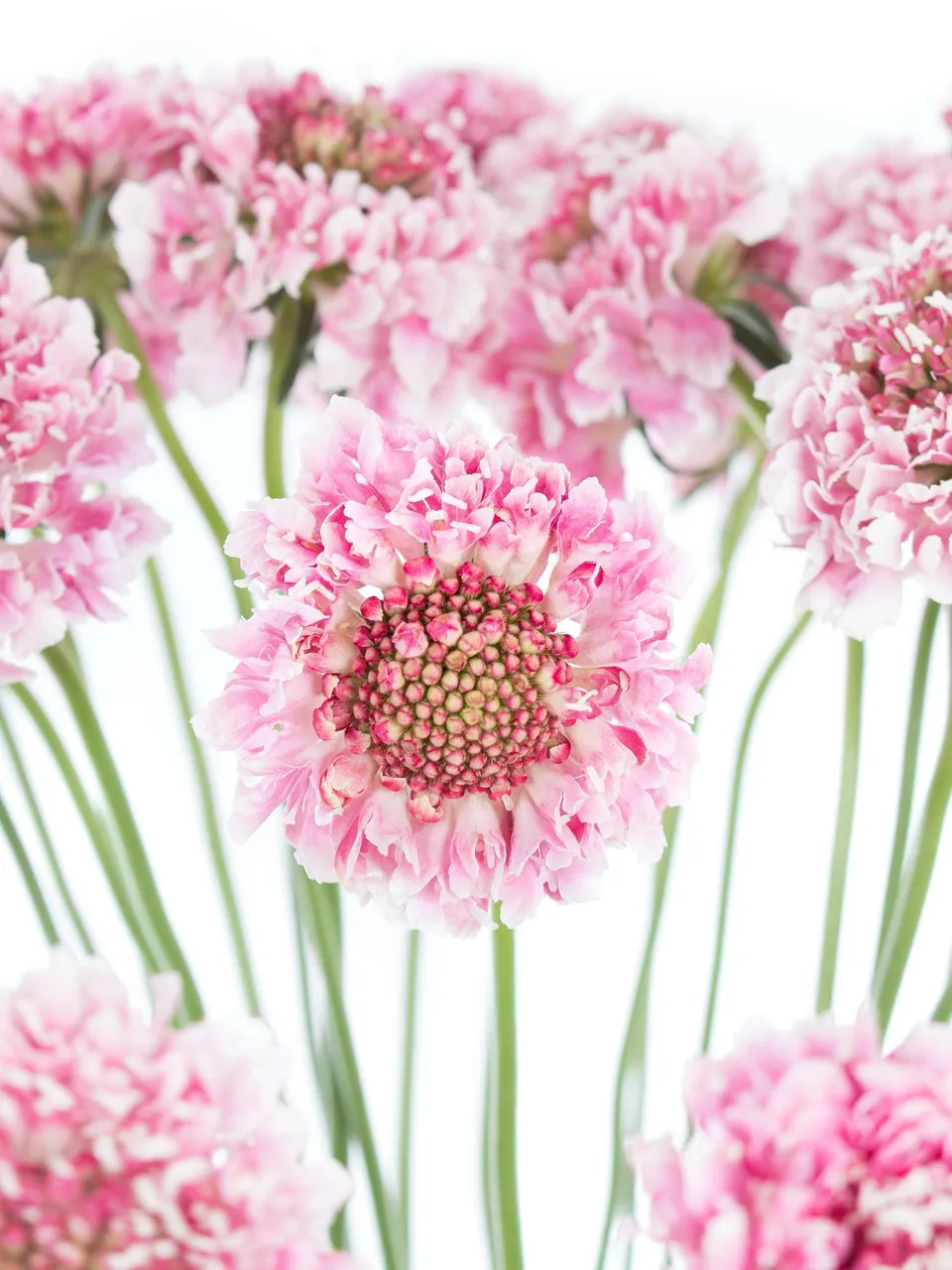 blumigo-skabiosen-schnittblumen-rosa-pink-bund-stiel image 1