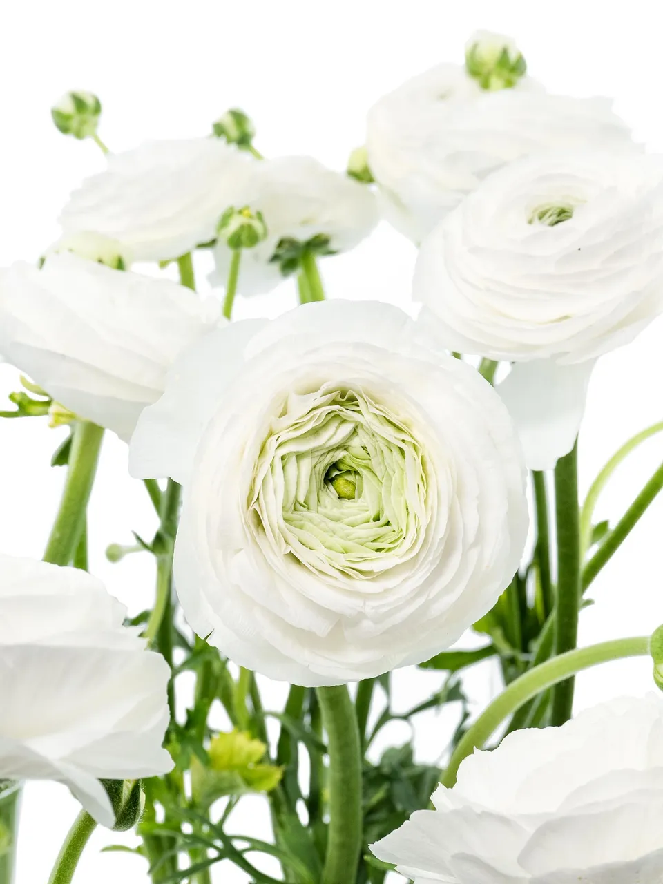 blumigo-ranunkeln-xl-cloni-cover-wei-frisch image 1