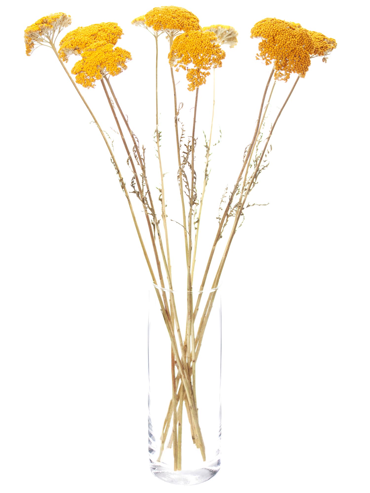 blumigo-trockenblumen-achillea-schafgarbe-trockenblume-gelb image 2