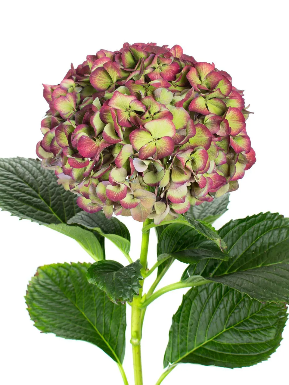 blumigo-hortensien-glowing-alps-classic-hortensie-rot-gr-n image 1