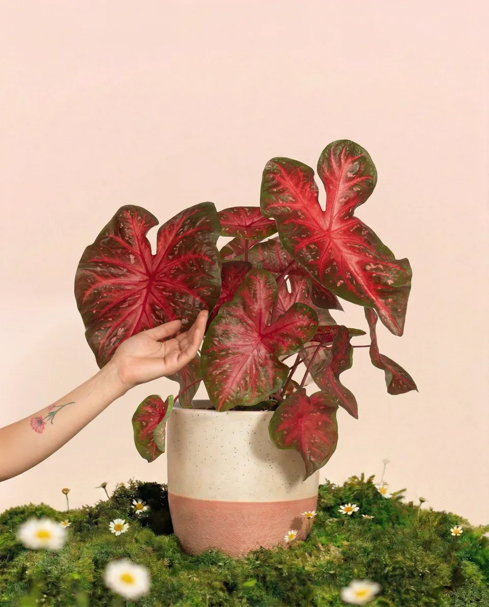 feey-variado-caladium-red-flash-zimmerpflanze-ohne-topf image 1