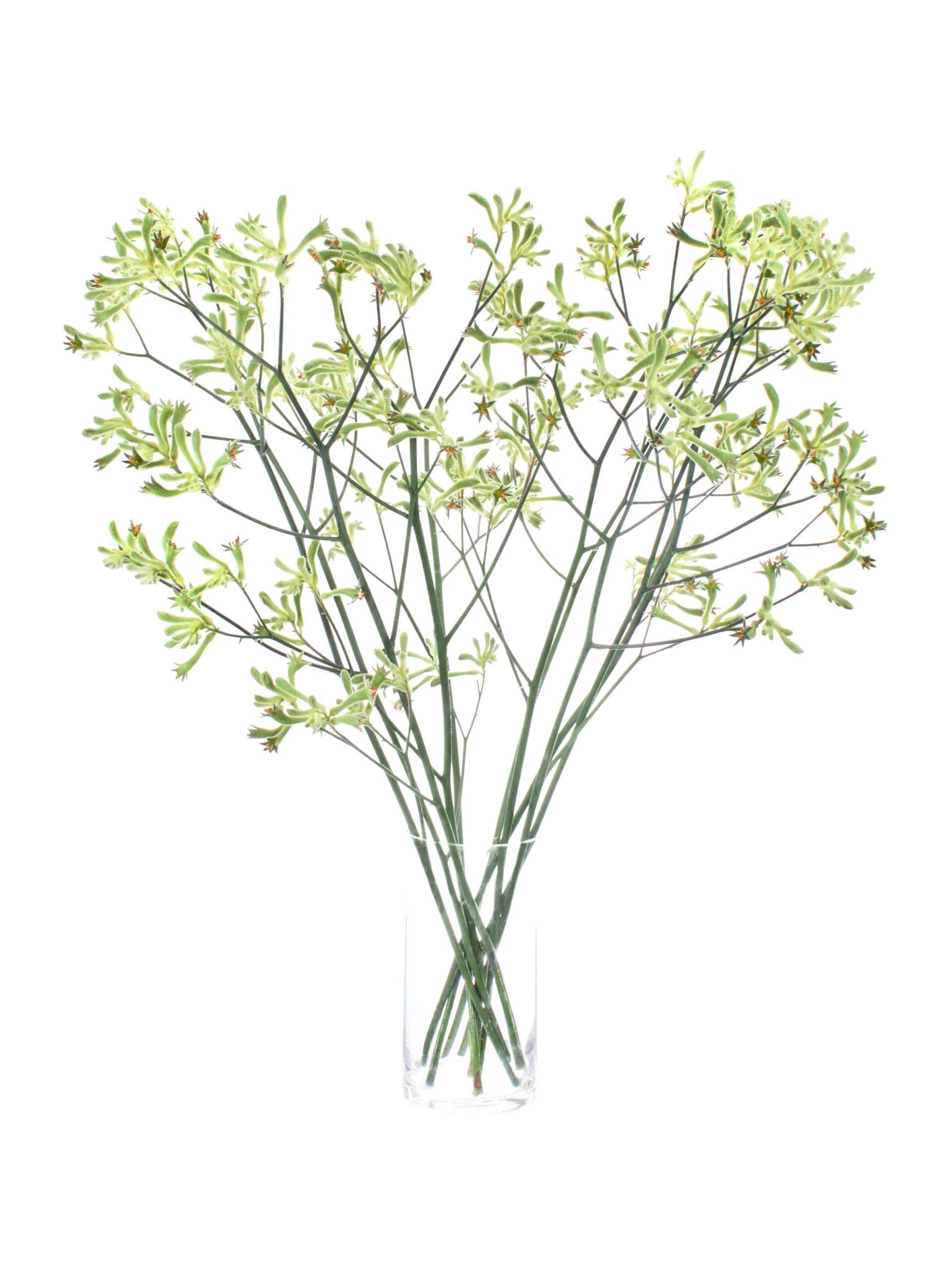 blumigo-blattwerk-k-ngurupfote-anigozanthos-schnittblume-gr-n image 2