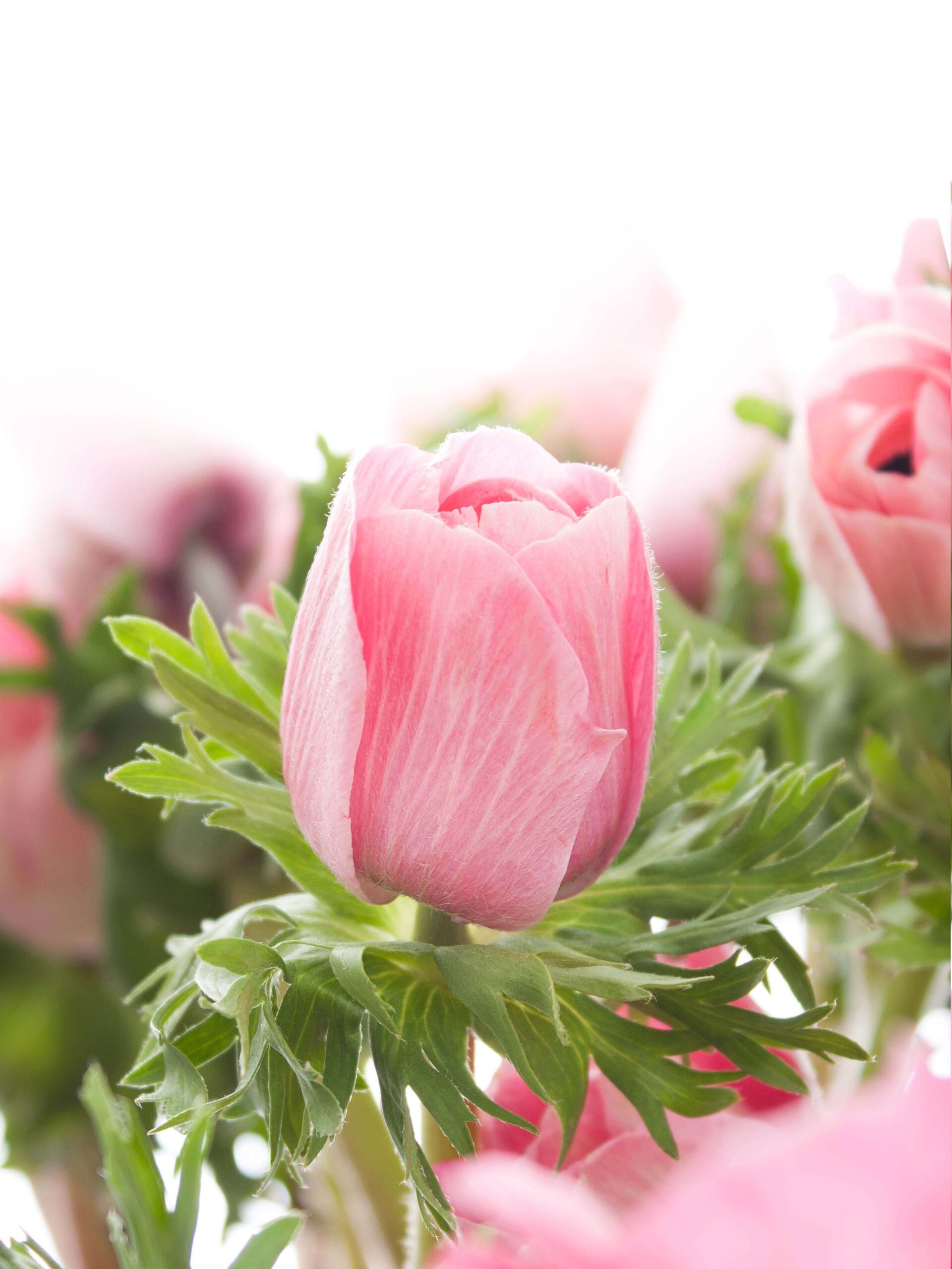 blumigo-anemonen-xl-mistral-roze-schnittblume-pink image 4