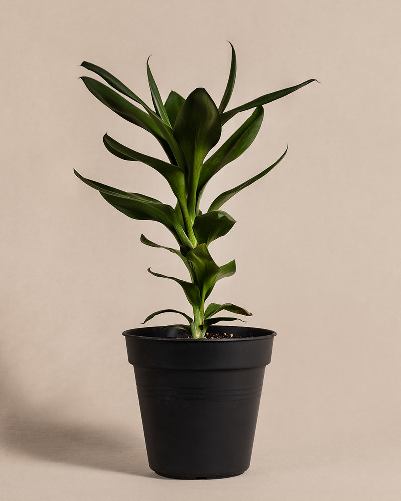 feey-keulenlilie-cordyline-zimmerpflanze-tierfreundlich image 3