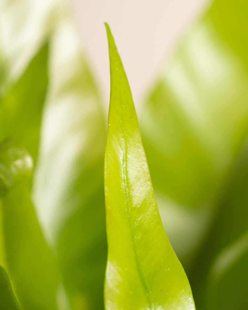 feey-nestfarn-asplenium-zimmerpflanze-tierfreundlich image 2