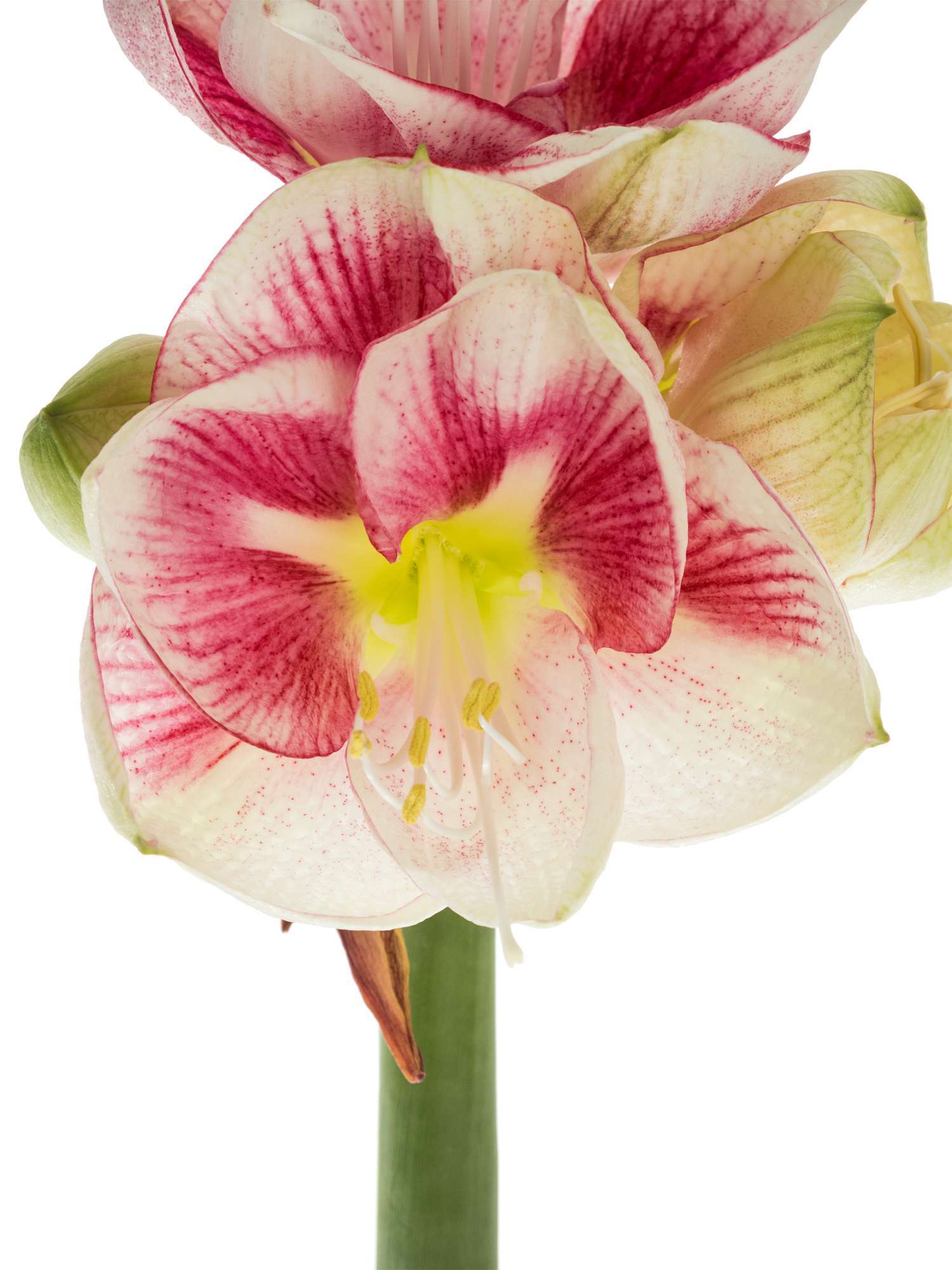 blumigo-amaryllis-exception-schnittblume-rosa-wei image 3