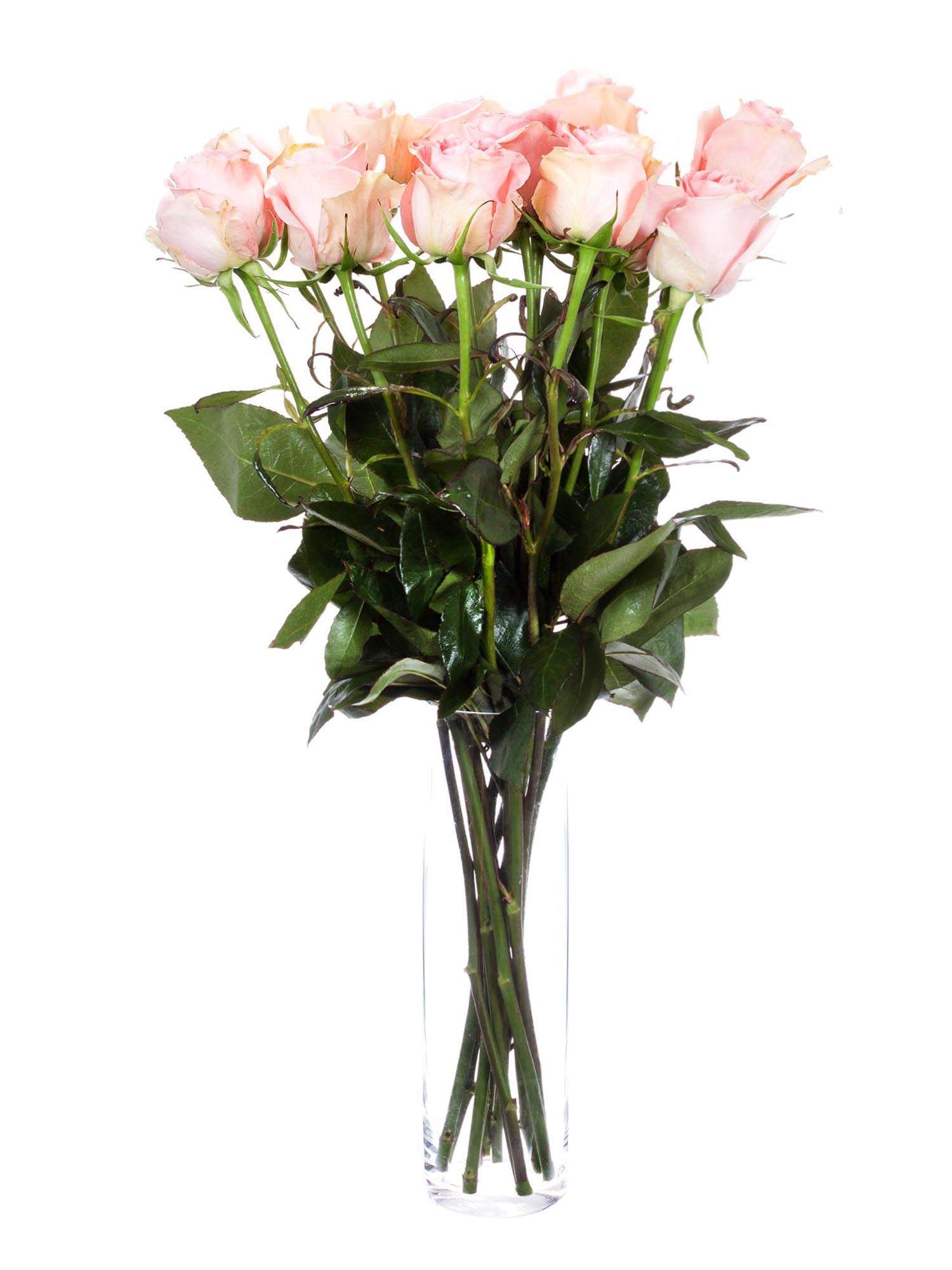 blumigo-rosen-luisiana-rosa-rose image 2